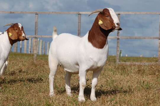 Boer goat asset