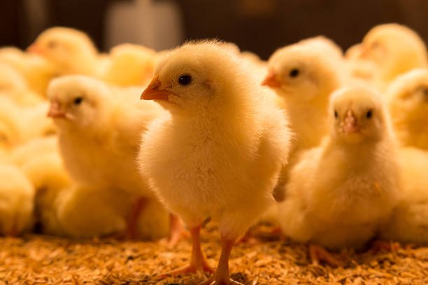 Poultry asset
