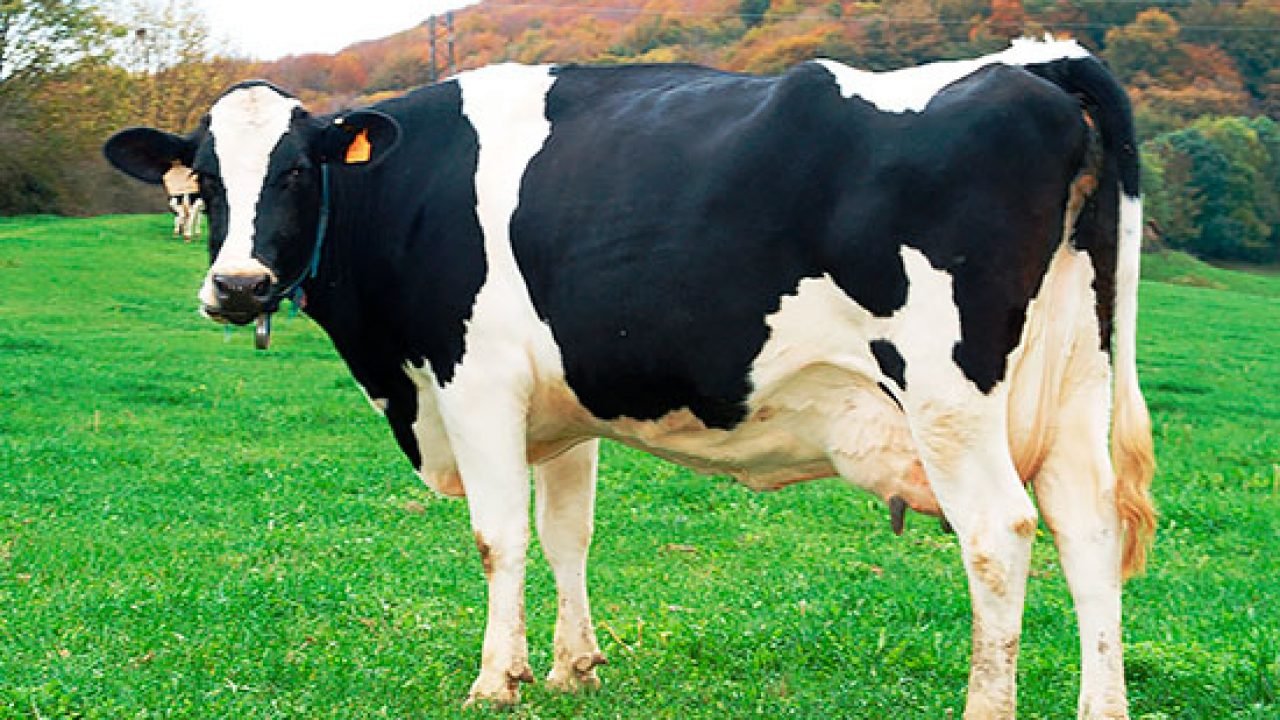 Dairy cow asset